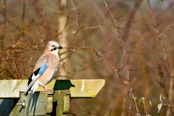 Geai des chênes (Garrulus glandarius) © Jean-Jacques Carlier